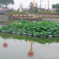 睡蓮苗，荷花苗，蘆葦苗，人工浮島，生態(tài)浮島，沉水植物