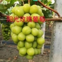 陽光玫葡萄