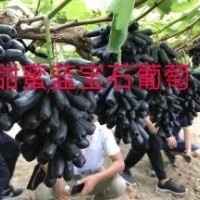 甜蜜藍寶石葡萄