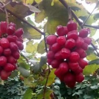 浪漫紅顏葡萄