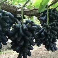 黑色極香葡萄