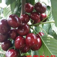 2公分齊早櫻桃苗 俄羅斯8號櫻桃苗批發 培育基地